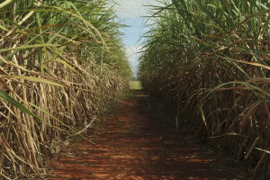 A Conab prev&ecirc; que nesta temporada devem ser colhidos 9,1 milh&otilde;es de hectares, com produtividade m&eacute;dia de 77,9 quilos de cana-de-a&ccedil;&uacute;car por hectare