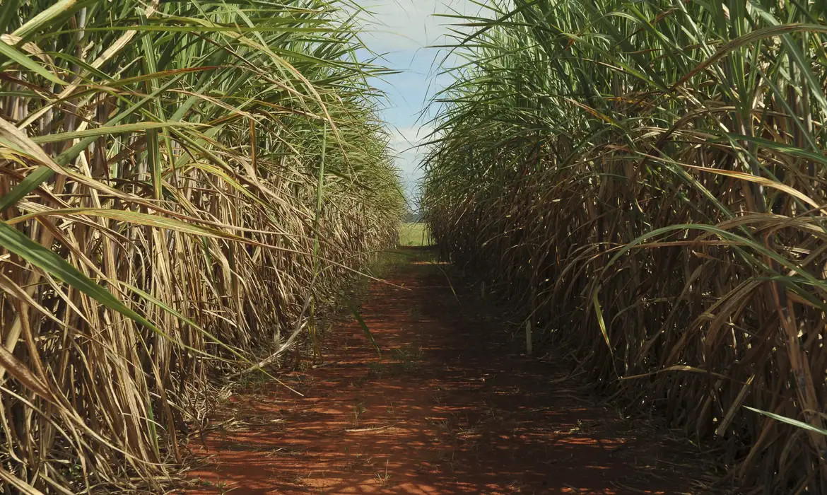 A Conab prevê que nesta temporada devem ser colhidos 9,1 milhões de hectares, com produtividade média de 77,9 quilos de cana-de-açúcar por hectare/ARQUIVO/ELZA FIÚZA/ABR