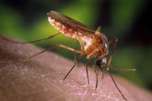 Mosquitos do g&ecirc;nero Culex (pernilongo)