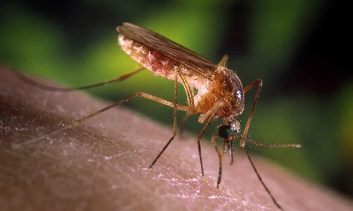 Mosquitos do gênero Culex (pernilongo)/Fiocruz/Divulgação