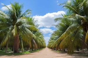 Petrol&acirc;ndia se destaca na produ&ccedil;&atilde;o de coco