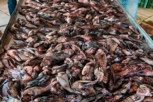 Peixe-le&atilde;o, esp&eacute;cie nativa da regi&atilde;o indo-pac&iacute;fica