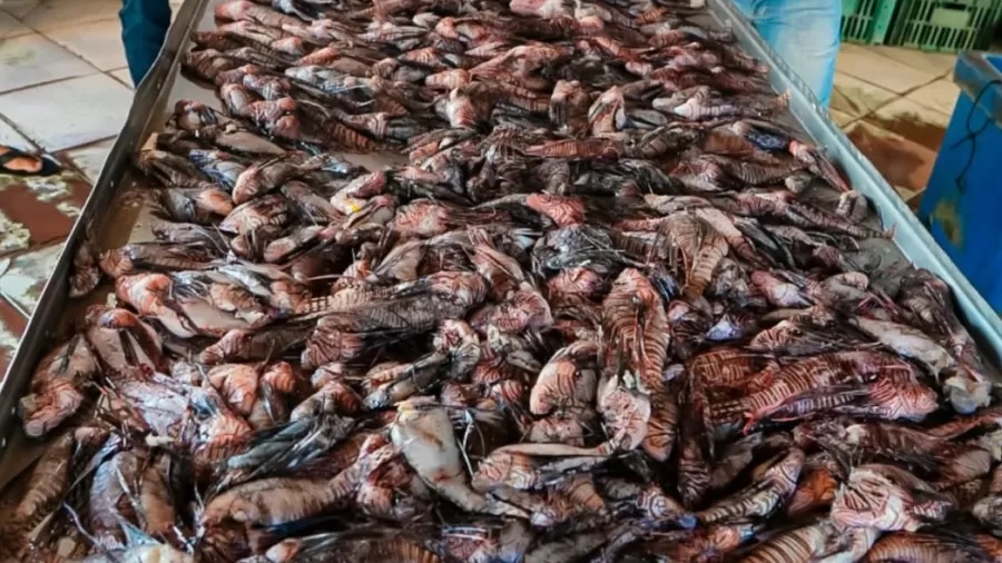 Peixe-leão, espécie nativa da região indo-pacífica/Divulgação/Semac