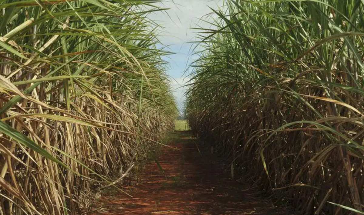 Produção de cana-de-açúcar /Elza Fiúza/Agência Brasil
