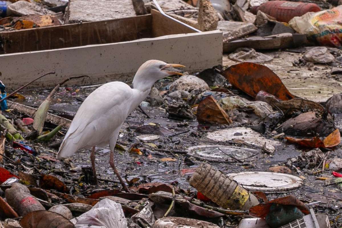 Lixo e restos de móveis são encontrados no Canal do Arruda durante percurso entre Recife e Olinda (Rafael Vieira/DP Fotos)