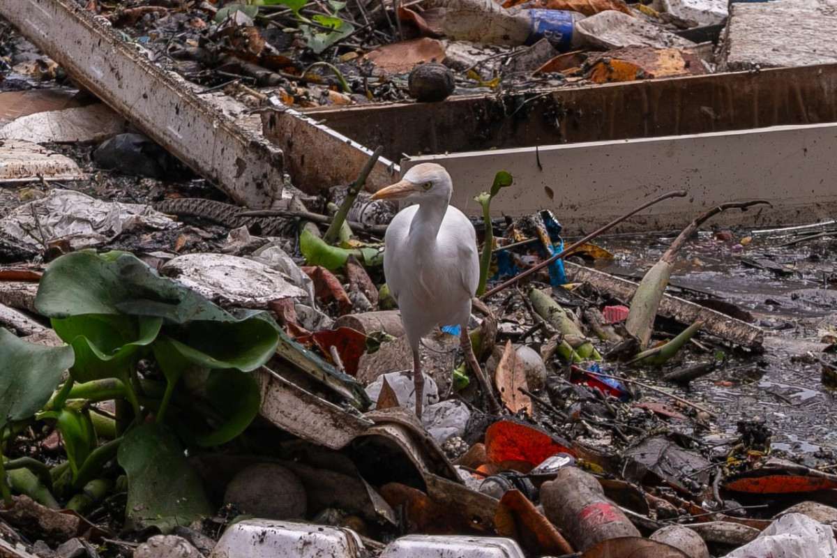 Lixo e restos de móveis são encontrados no Canal do Arruda durante percurso entre Recife e Olinda (Rafael Vieira/DP Fotos)