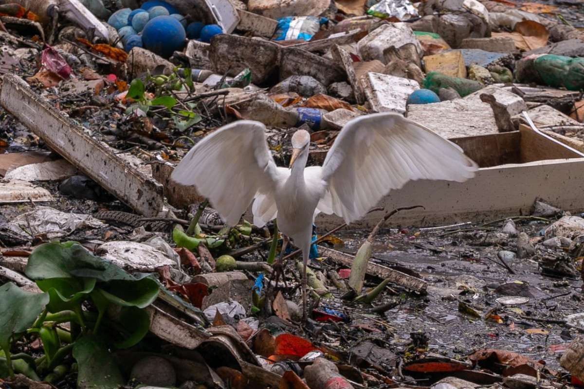 Lixo e restos de móveis são encontrados no Canal do Arruda durante percurso entre Recife e Olinda (Rafael Vieira/DP Fotos)