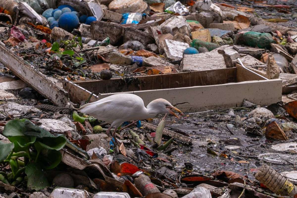 Lixo e restos de móveis são encontrados no Canal do Arruda durante percurso entre Recife e Olinda (Rafael Vieira/DP Fotos)