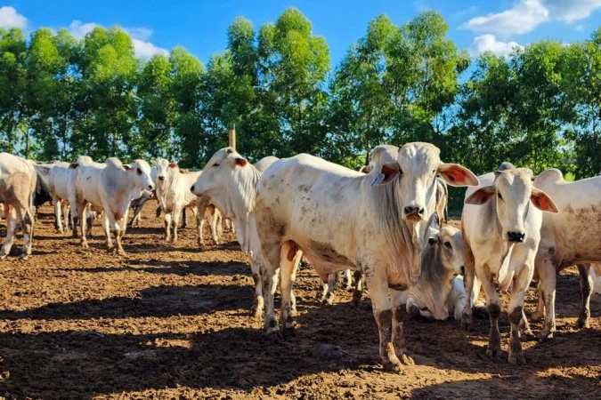As estimativas apontam para uma perda de US$ 2 bilhões por ano nas exportações de carnes à UE por causa do bloqueio iniciado nesta quinta/Divulgação/Seapa-MG