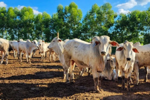 As estimativas apontam para uma perda de US$ 2 bilh&otilde;es por ano nas exporta&ccedil;&otilde;es de carnes &agrave; UE por causa do bloqueio iniciado nesta quinta