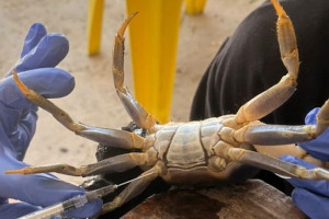 Estudo de universidade identifica contamina&ccedil;&atilde;o em caranguejos coletados em Pernambuco