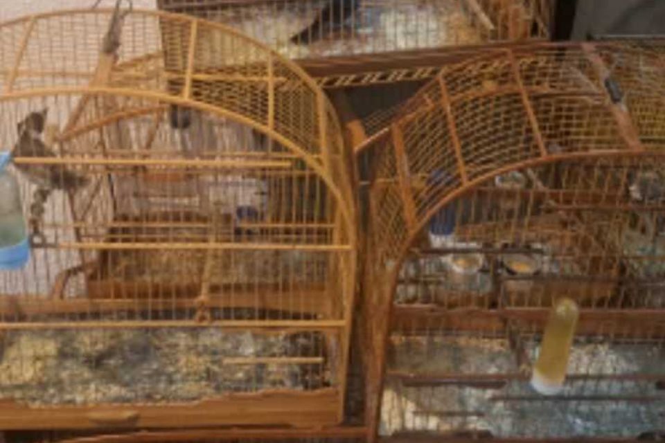 Aves silvestres foram encontradas mantidas em gaiolas e expostas ao sol em um sítio na zona rural de Caruaru./Divulgacão/PMPE