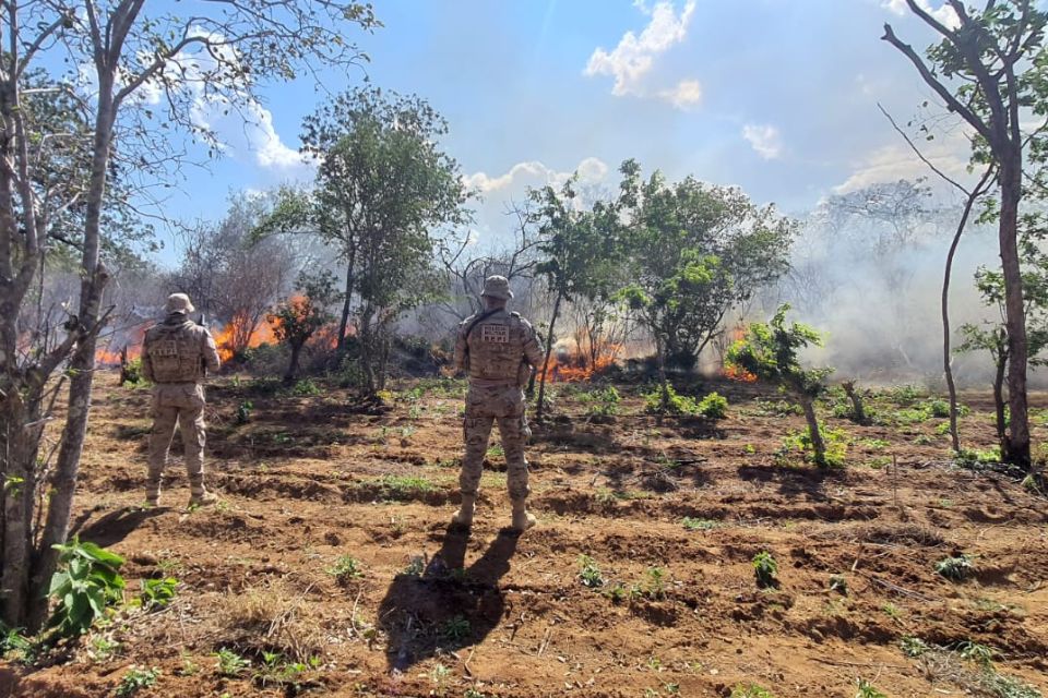 Foram erradicados e incinerados 2.025 pés de maconha/Foto:Divulgação/PMPE