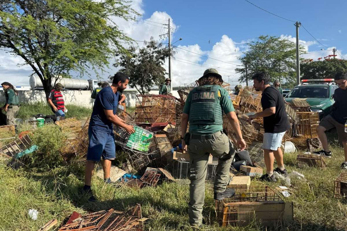 O Ibama mobilizou 87 agentes ambientais federais /Foto: Divulgação/Ibama