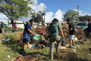 Ibama apreende 510 aves em opera&ccedil;&atilde;o de combate ao tr&aacute;fico de animais na Feira de Caruaru