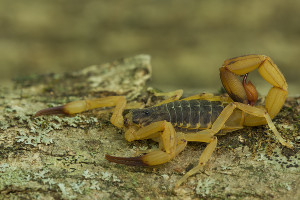 O escorpi&atilde;o amarelo (Tityus serrulatus) &eacute; uma das esp&eacute;cies mais perigosas