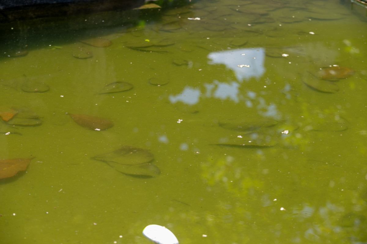 Focos do mosquito são locais com água parada, seja limpa ou com sujeira/Rafael Vieira/DP Fotos