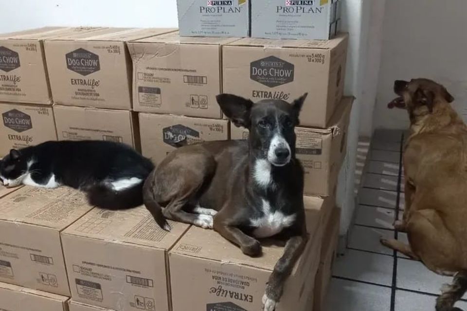 Atualmente, o abrigo atende cerca de 90 animais, sendo distribuídos entre a casa de Elpídio Araújo e a sede da instituição./Foto: Divulgação / Abrigo Eu Amo Animais PE
