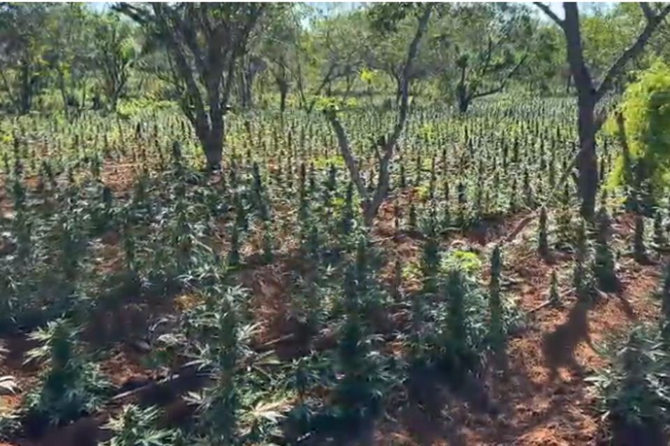 Toda a cannabis será incinerada no próprio local/Foto: Reprodução/Vídeo da PMPE