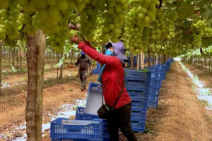 A uva gerou R$ 4,20 bilh&otilde;es, posicionando-se como o produto de maior valor financeiro da agricultura em PE