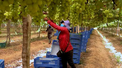A uva gerou R$ 4,20 bilhões, posicionando-se como o produto de maior valor financeiro da agricultura em PE/Divulgação/TV Brasil