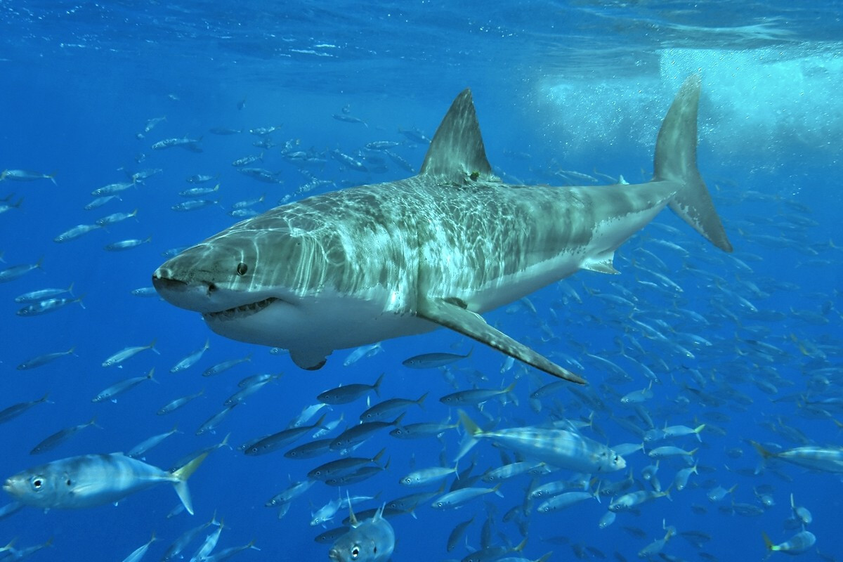 Australianos suspeitam que o animal seja um tubarão branco/Foto: Terry Goss/ Wikimedia Commons