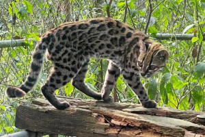 Leopardus tilcayo &eacute; o nome cient&iacute;fico do animal