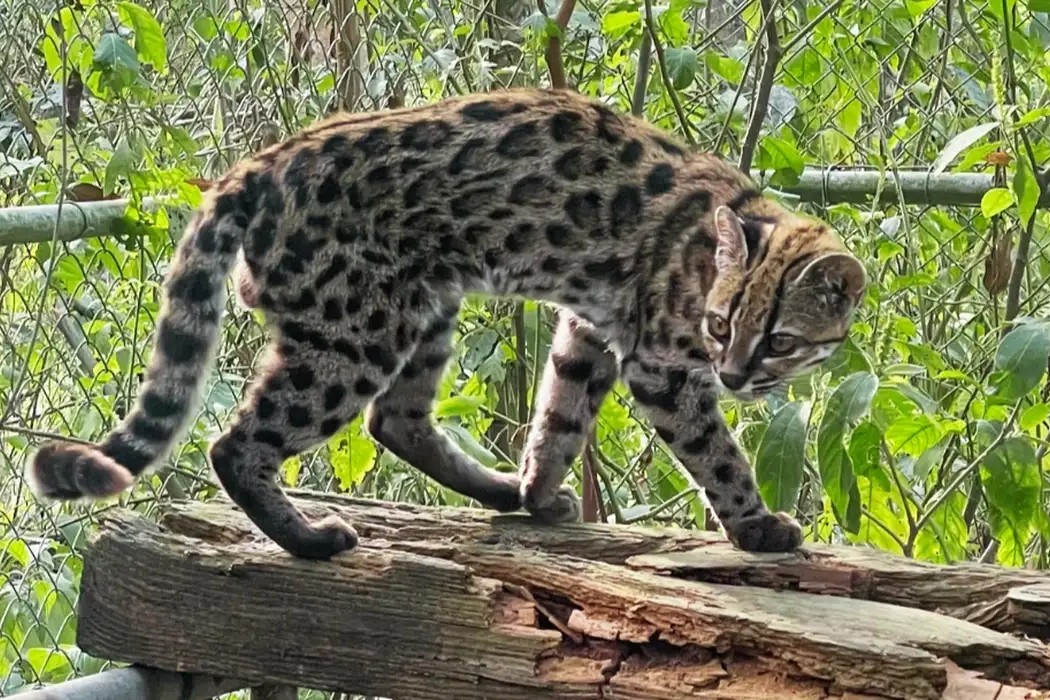 Leopardus tilcayo é o nome científico do animal/Foto: PUC-RS/ Divulgação