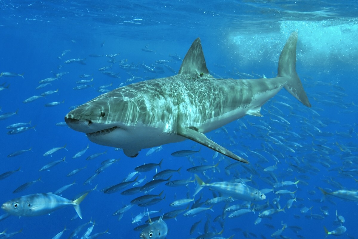 Foto: Terry Goss/ Wikimedia Commons