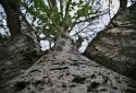 Baob&aacute; localizado na comunidade do Fund&atilde;o teria sido plantado por pessoas escravizadas - Maur&iacute;cio Ferry/ DP Foto