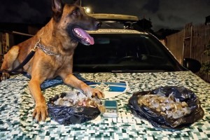 C&atilde;es da PM localizam adolescente com 257 bigs de maconha em Olinda