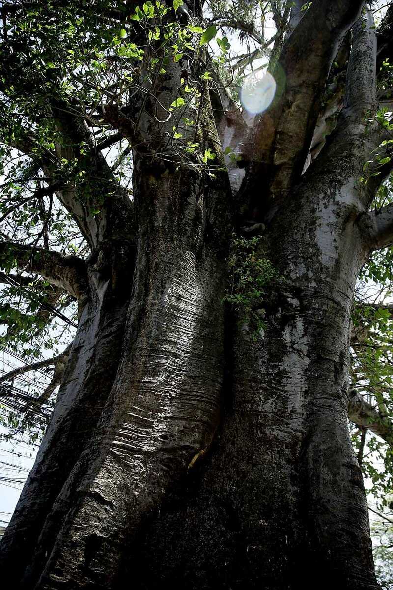 Baobá localizado na comunidade do Fundão teria sido plantado por pessoas escravizadas (Maurício Ferry/ DP Foto)