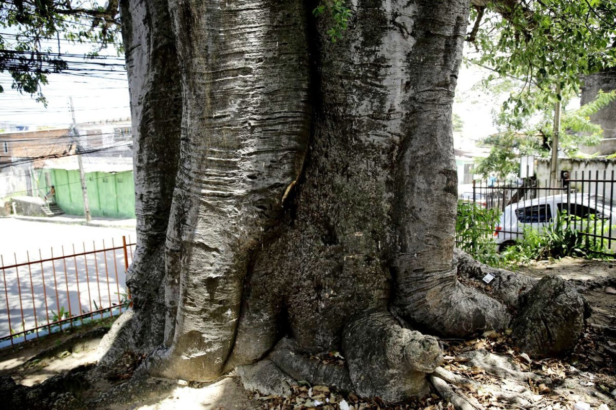 Baobá localizado na comunidade do Fundão teria sido plantado por pessoas escravizadas (Maurício Ferry/ DP Foto)