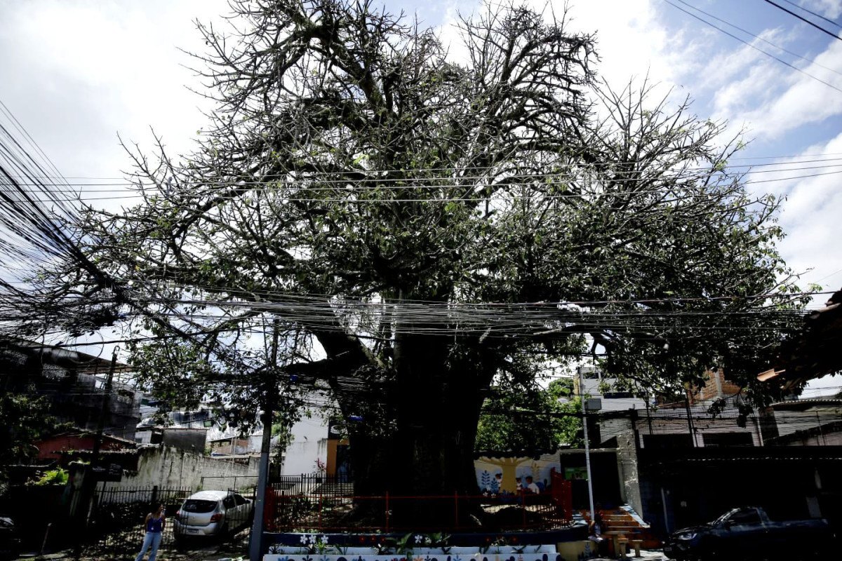 Baobá localizado na comunidade do Fundão teria sido plantado por pessoas escravizadas (Maurício Ferry/ DP Foto)