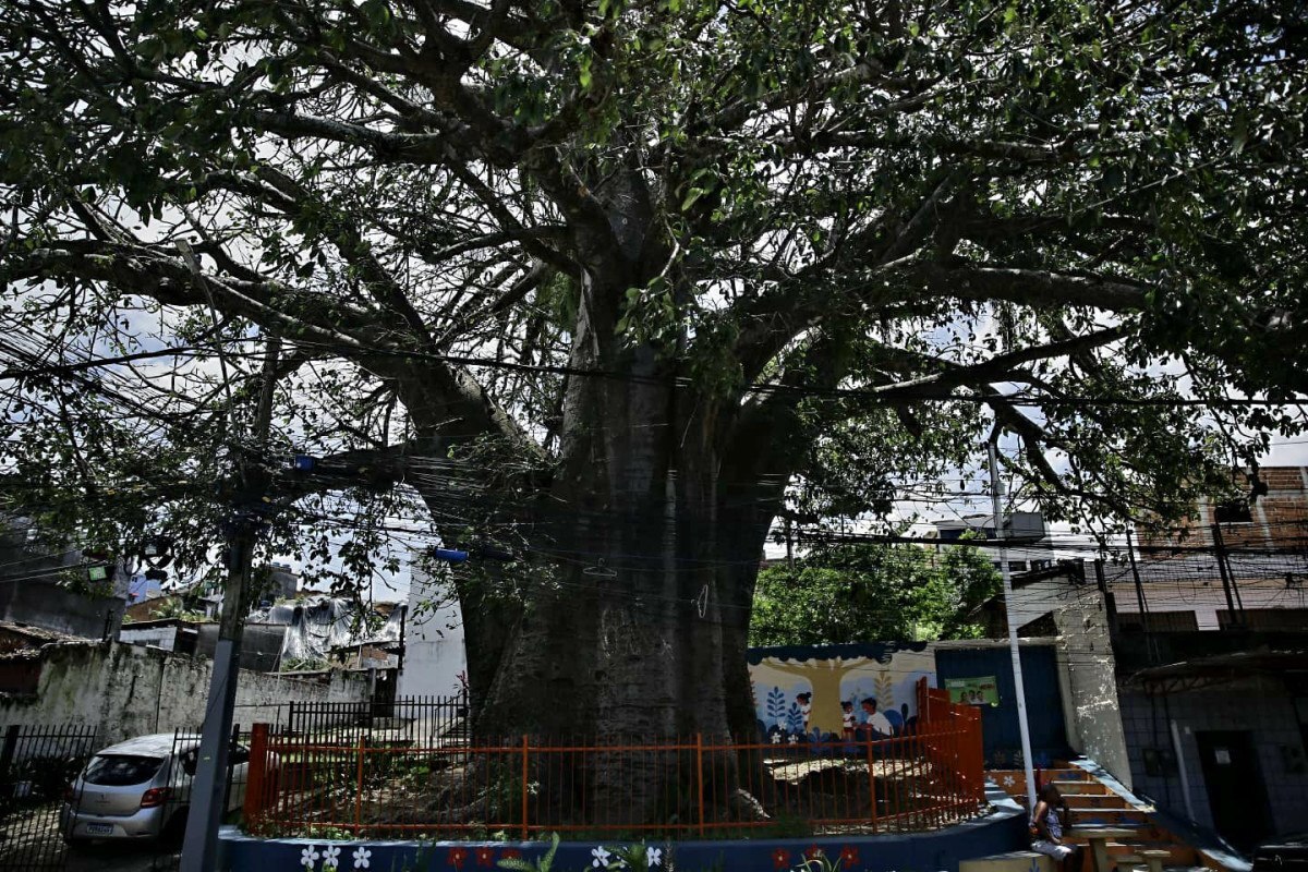 Baobá localizado na comunidade do Fundão teria sido plantado por pessoas escravizadas (Maurício Ferry/ DP Foto)