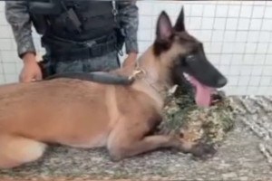 O c&atilde;o Ely, especializado na localiza&ccedil;&atilde;o de entorpecentes, ajudou a equipe da CIPC&atilde;es a localizar os entorpecentes