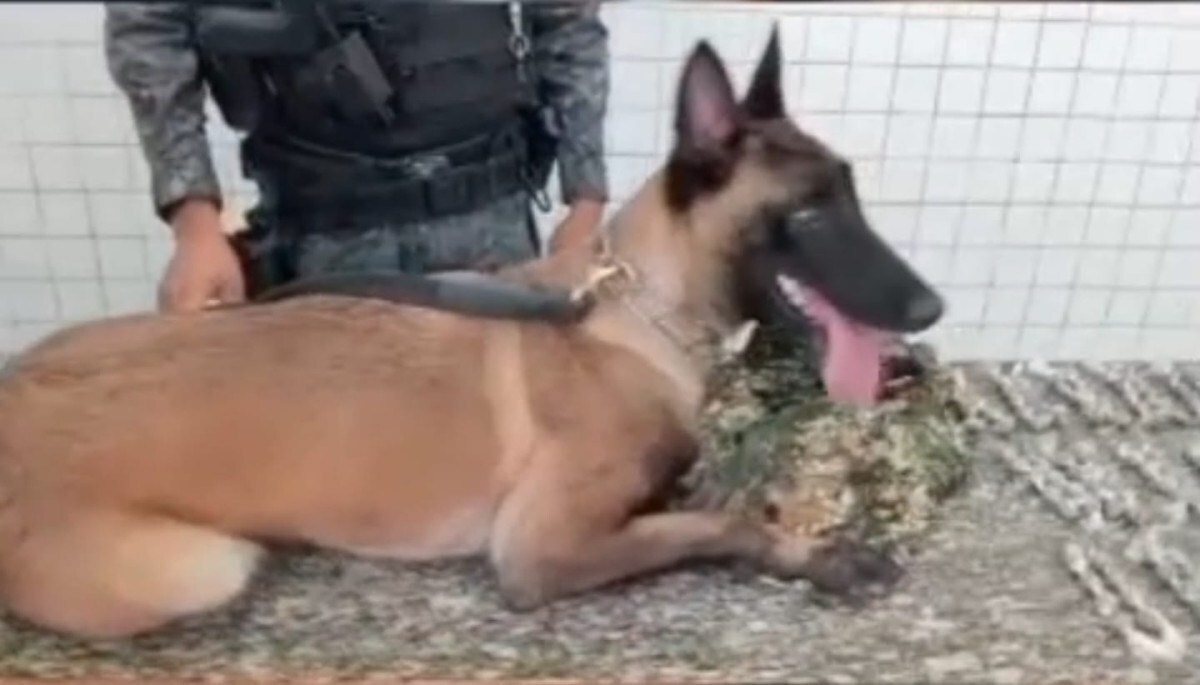 O cão Ely, especializado na localização de entorpecentes, ajudou a equipe da CIPCães a localizar os entorpecentes/Divulgação / PMPE