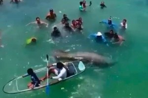 Banhistas aglomerados ao redor de peixe-boi