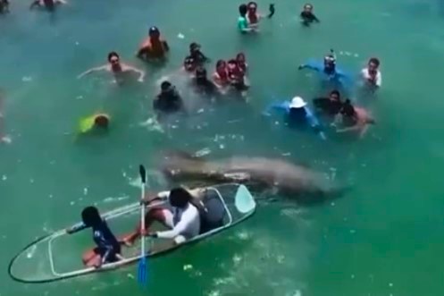 Banhistas aglomerados ao redor de peixe-boi/Foto: Reprodução/ Instagram @diariodeipojuca