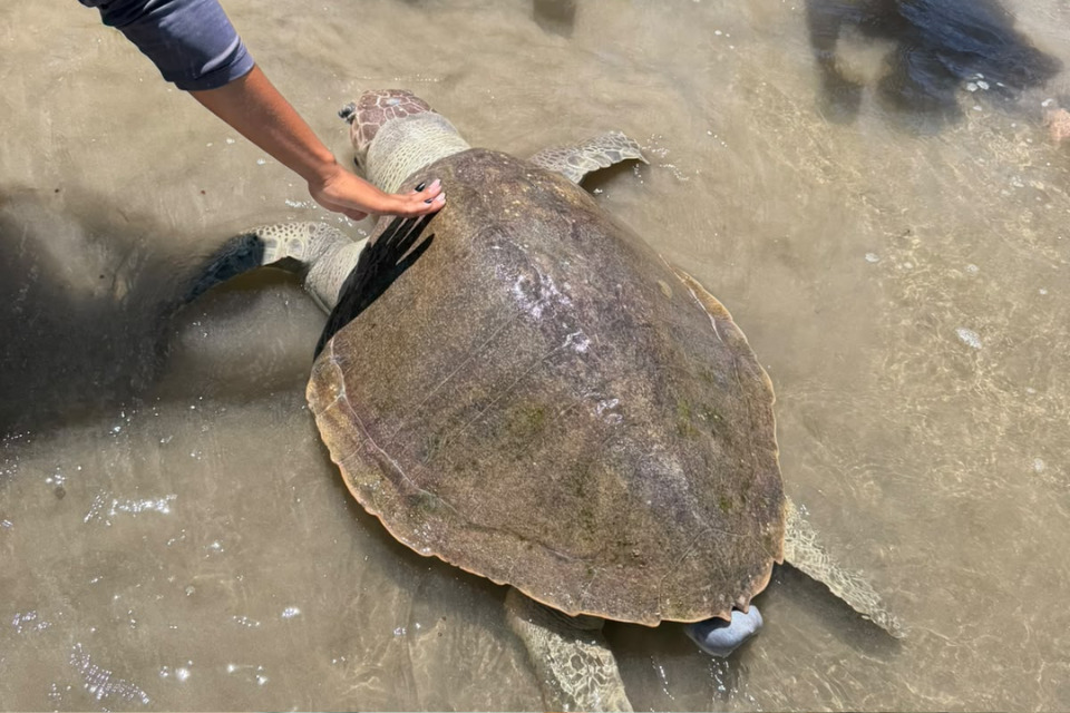 Tartaruga foi encontrada morta na praia de Boa Viagem, na Zona Sul do Recife, nesta terça-feira (29)/Reprodução