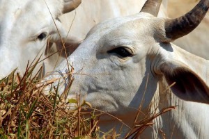 A medida preocupa frigor&iacute;ficos e pecuaristas, que j&aacute; avaliam antecipar abates e embarques para aproveitar a cota de 2027