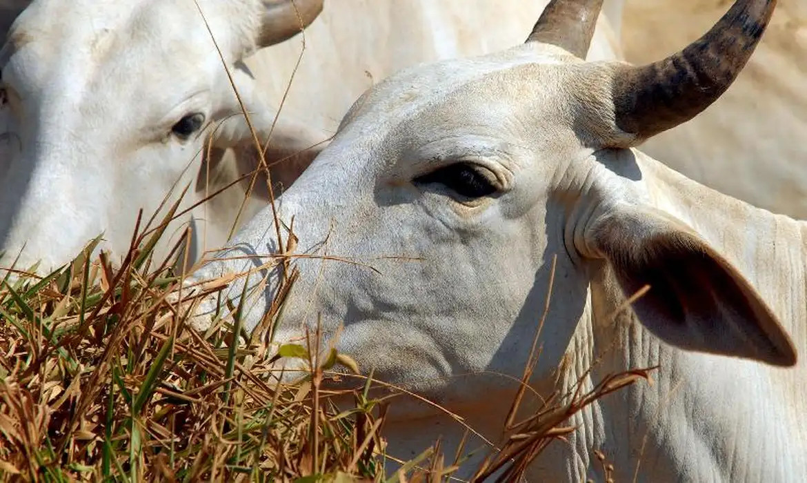 Ap&oacute;s esgotar toda a cota de exporta&ccedil;&atilde;o, carne brasileira pagar&aacute; tarifa de 67% para entrar na China - &copy; ARQUIVO/AG&Ecirc;NCIA BRASIL