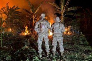 Foram erradicados e incinerados aproximadamente 32.700 p&eacute;s da erva