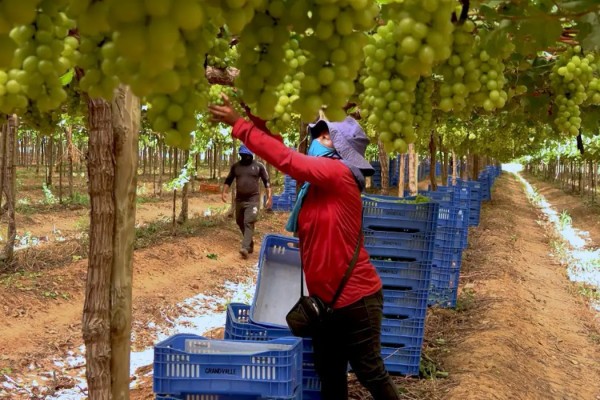 Explora&ccedil;&atilde;o de trabalhadores rurais sustenta fruticultura bilion&aacute;ria - TV Brasil