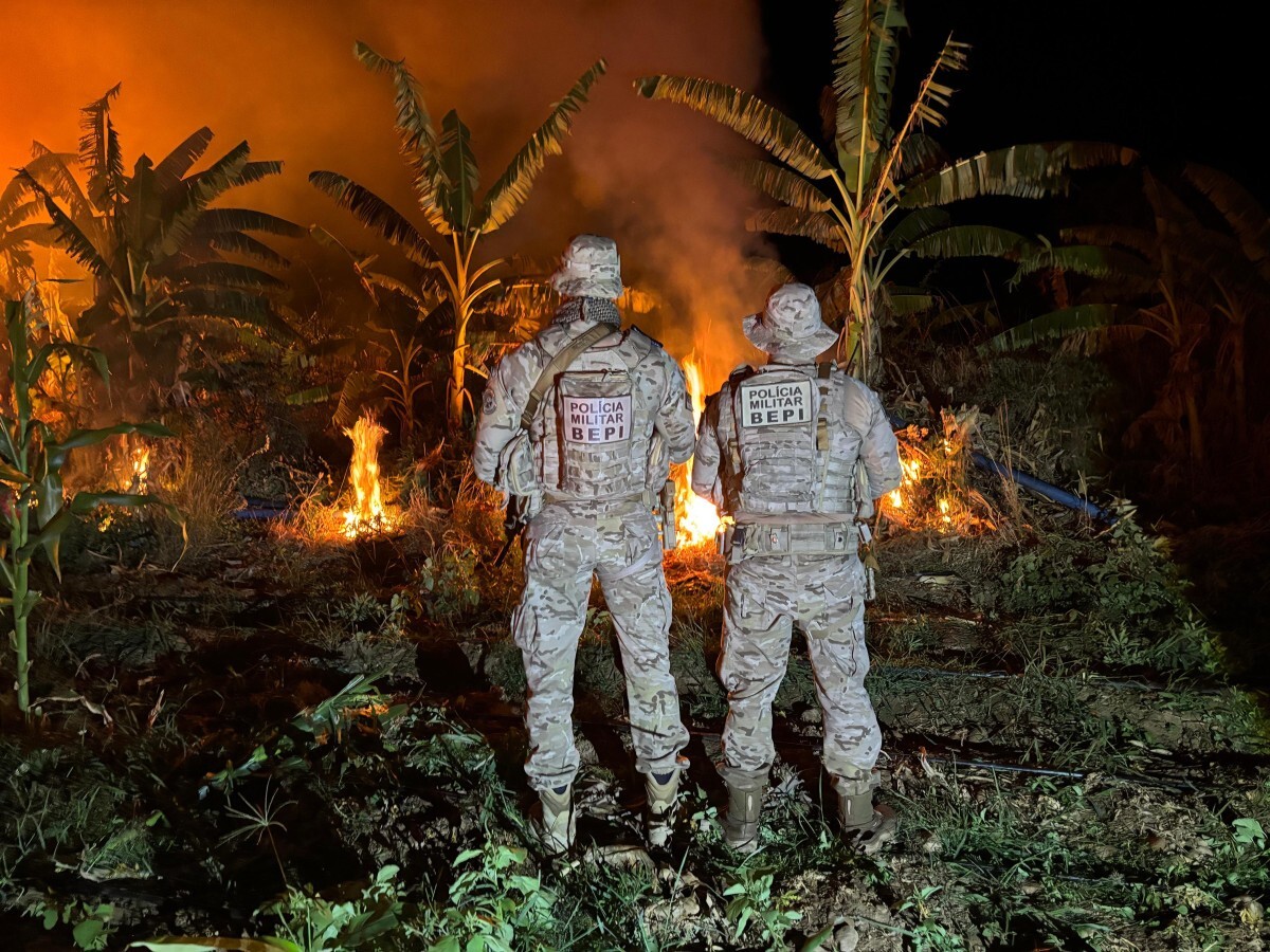 Cerca de 70 kg de maconha s&atilde;o apreendidos e 32,7 mil p&eacute;s da erva s&atilde;o incinerados no Sert&atilde;o - Foto: Divulga&ccedil;&atilde;o/PMPE