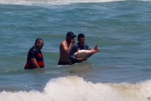 V&iacute;deo mostra pessoas capturando peixe com as m&atilde;os na Praia de Boa Viagem