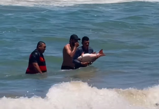 Vídeo mostra pessoas capturando peixe com as mãos na Praia de Boa Viagem/Reprodução/Instagram