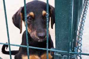 C&atilde;es foram encontrados em situa&ccedil;&otilde;es prec&aacute;rias em canis