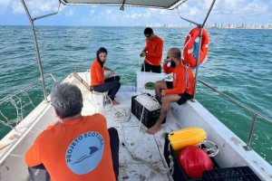 Primeiro m&ecirc;s de monitoramento n&atilde;o captura tubar&otilde;es envolvidos em ataques em Pernambuco