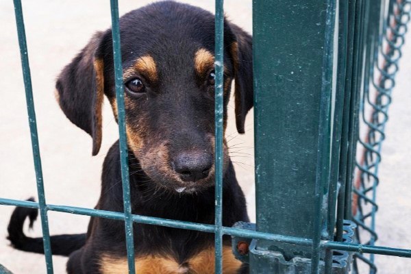 Cães foram encontrados em situações precárias em canis/Foto: MPPE/ Divulgação